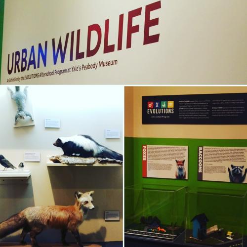 Selected angles of the new Urban Wildlife exhibit at the Peabody.