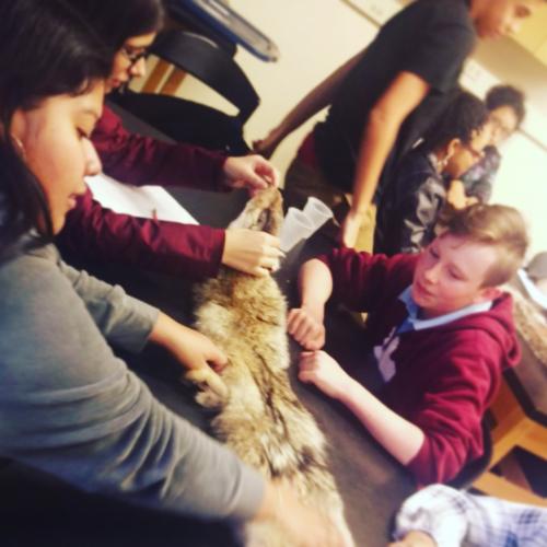 Students examine a coyote pelt and discuss what it tells us about the animal's adaptations.